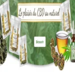 Lola CBD : avis complet sur cette boutique française de fleurs, huiles et tisanes CBD