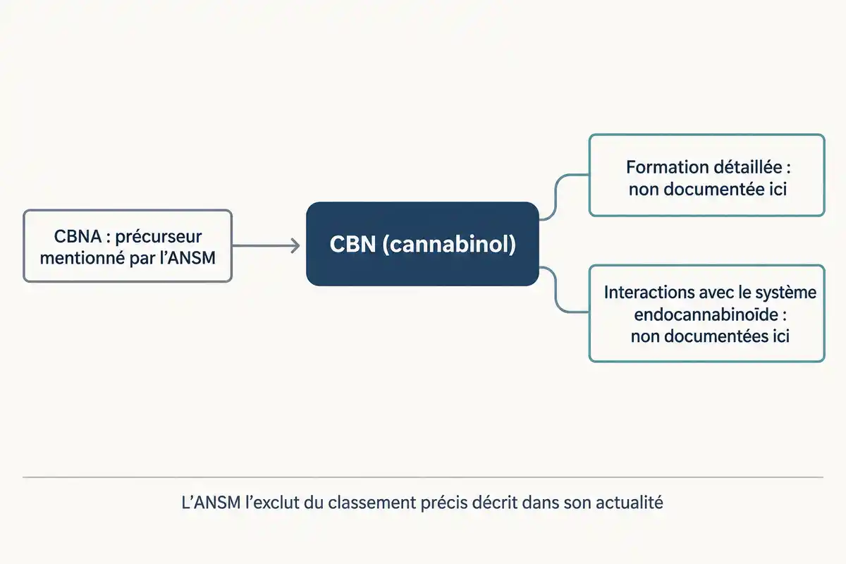 Le CBNA est présenté comme précurseur du CBN, tandis que sa formation détaillée et ses interactions restent non documentées ici.