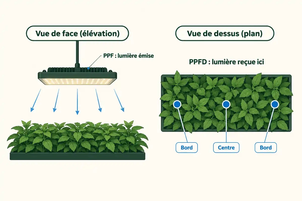 Le PPF décrit la lumière émise par la lampe, tandis que le PPFD indique celle reçue par le feuillage, à comparer en plusieurs points.